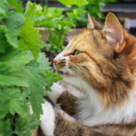 Quels sont les plantes toxiques pour les chats ?