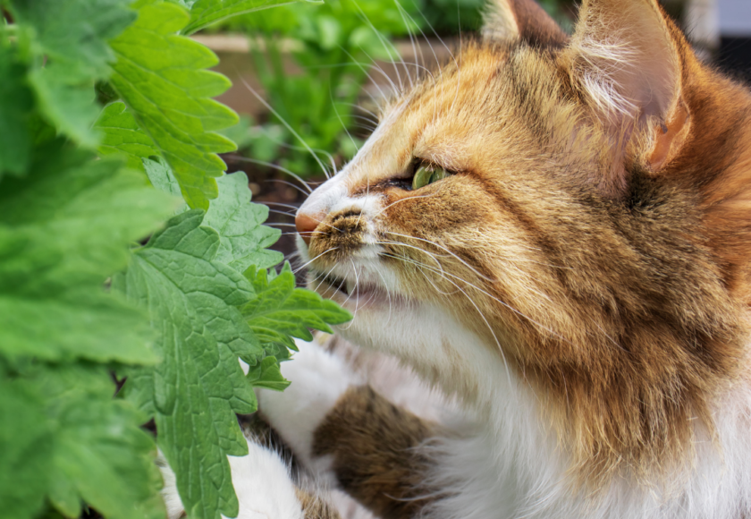 Liste des 10 plantes, plus toxique pour les chats - vétérinaire à domicile, nord de montpellier