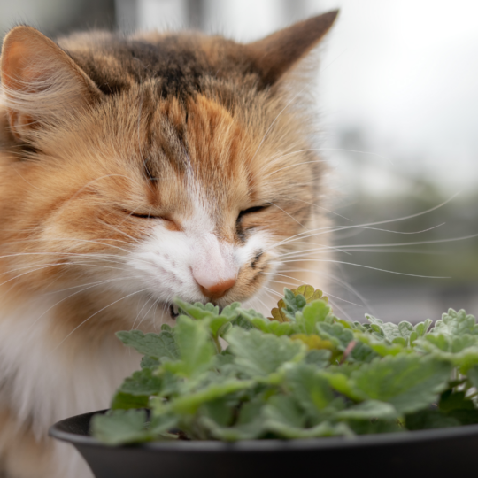 intoxication aux plantes toxiques pour les chats - montpellier