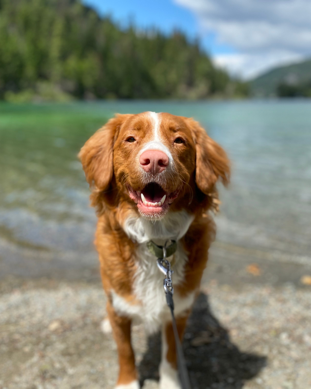 Coup de chaleur sur le chien, que faire ?