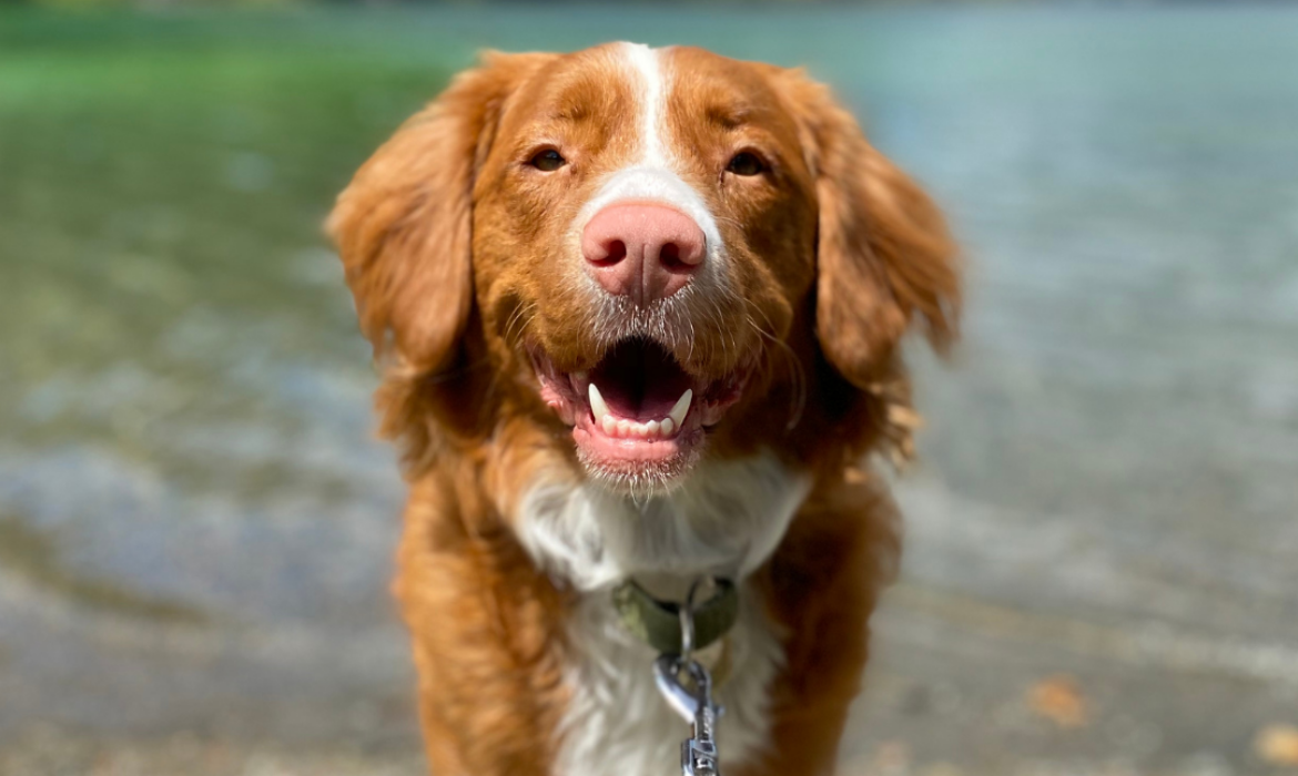 Coup de chaleur sur le chien, que faire ?