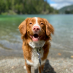 Coup de chaleur chez le chien
