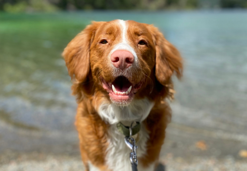 Coup de chaleur sur le chien, que faire ?