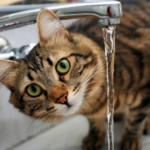 Mon chat boit pas beaucoup : 5 astuces pour l’hydrater