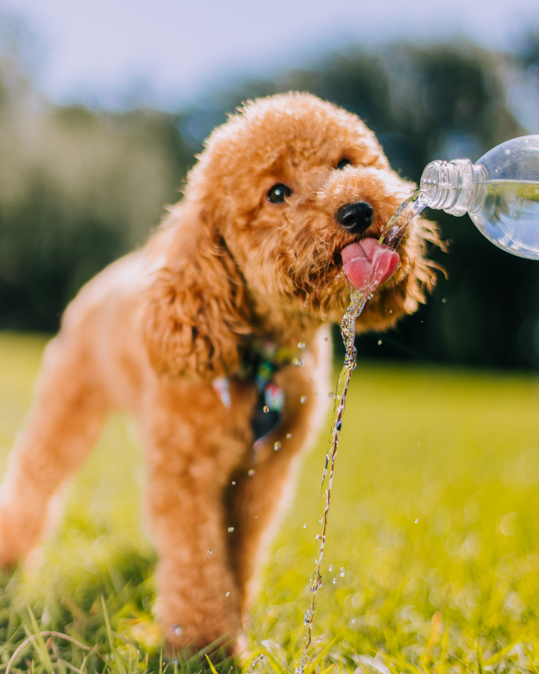 Signes des coup de chaleurs chez le chien