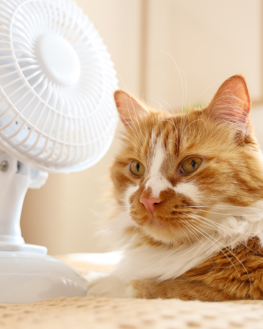 Comment rafraîchir son chat pendant la canicule ? Montpellier