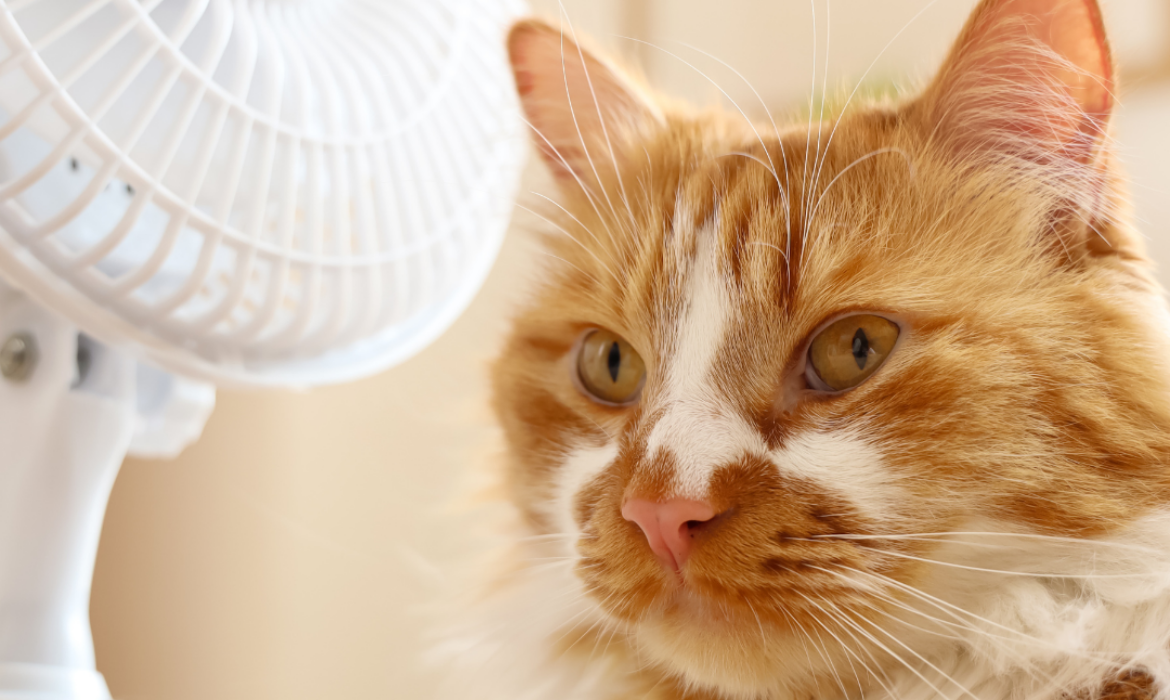 Comment rafra&icirc;chir son chat pendant la canicule ? Montpellier