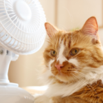 Comment rafraîchir son chat pendant la canicule ?