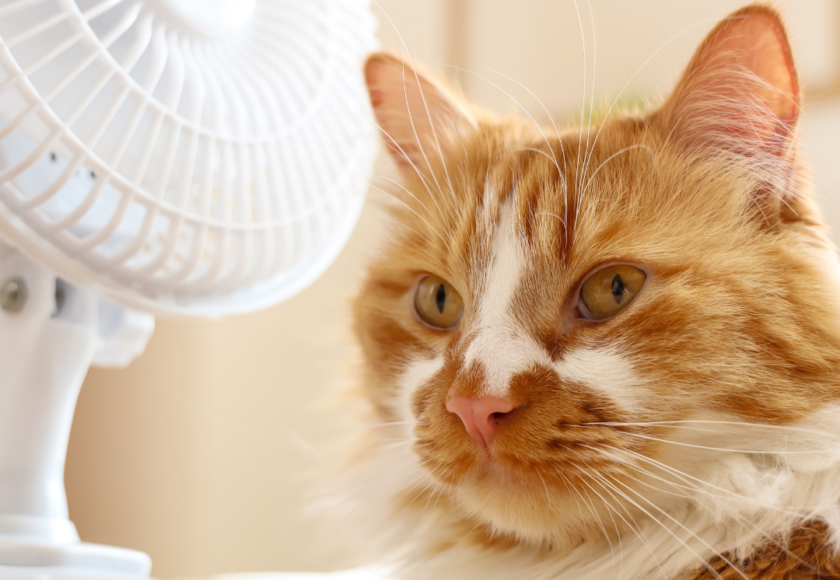 Comment rafraîchir son chat pendant la canicule ? Montpellier