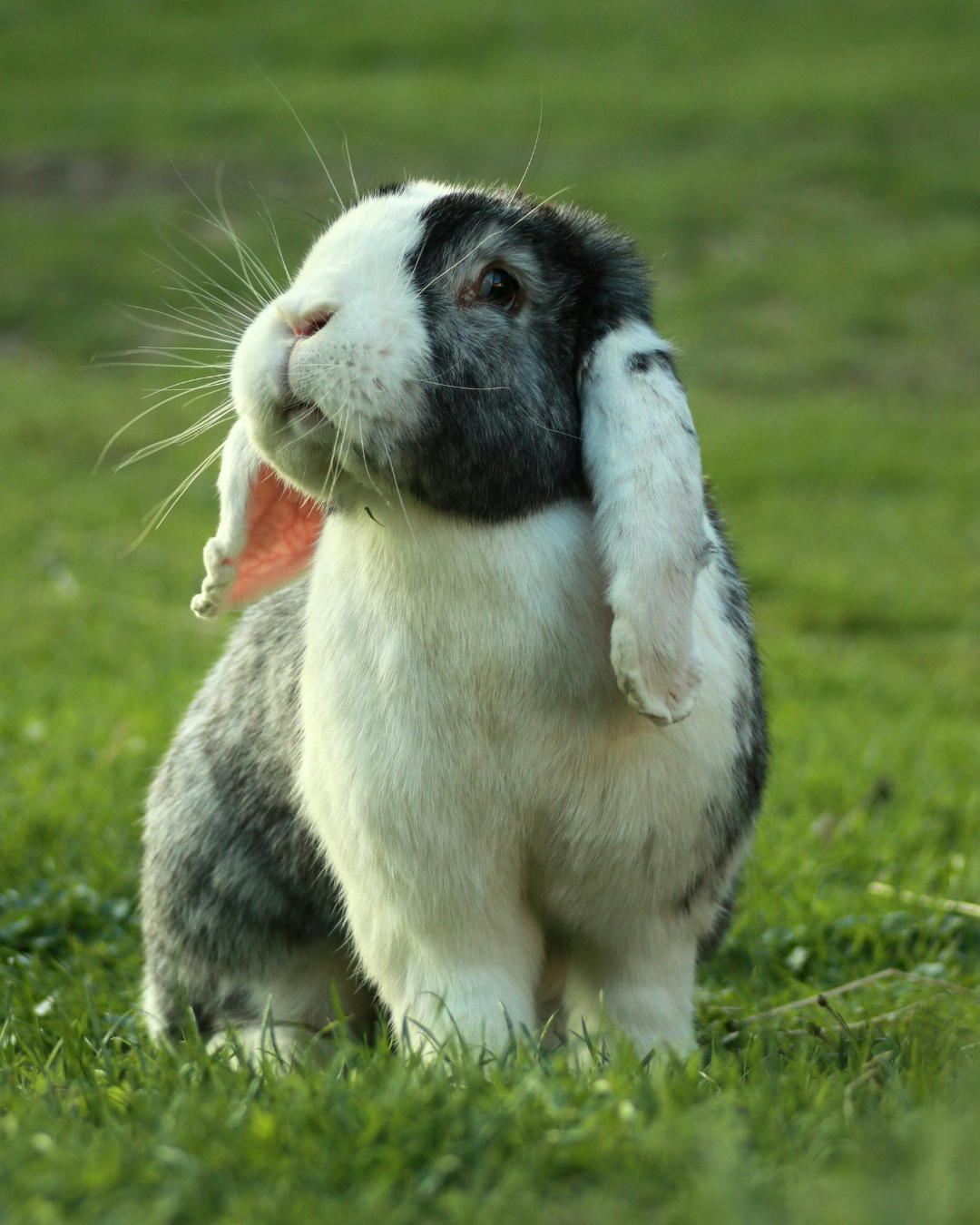 Comment protéger son lapin des fortes chaleurs ?