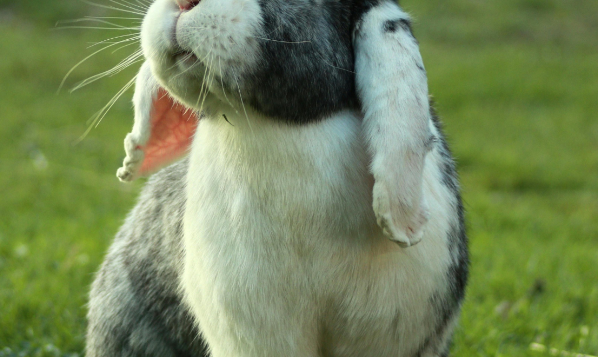 Comment prot&eacute;ger son lapin des fortes chaleurs ?
