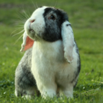 Comment protéger son lapin durant les fortes chaleurs ?