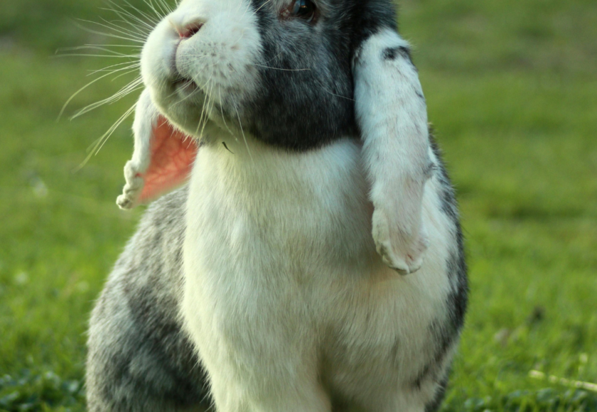 Comment protéger son lapin des fortes chaleurs ?