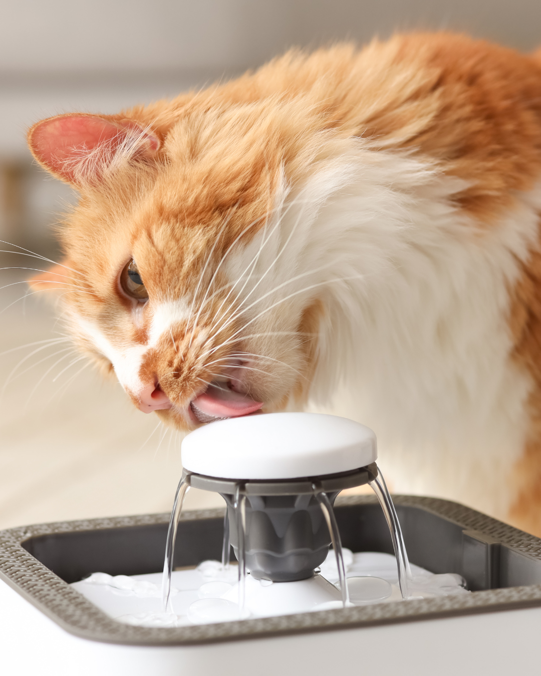chat roux qui boit de l'eau - conseils pour rafra&icirc;chir son chat