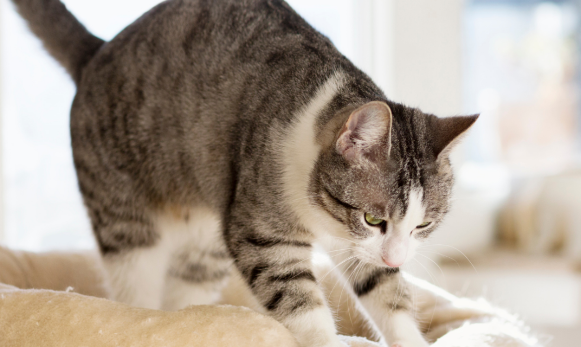 Chat qui patoune et mordille