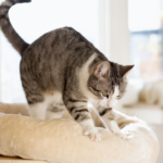 Chat qui patoune et mordille : 5 raisons | Vet à Dom, Le Crès