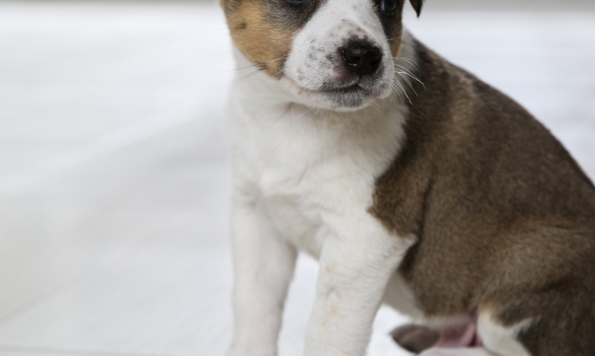 Apprendre la propret&eacute; chez un chiot - conseils v&eacute;t&eacute;rinaire Montpellier