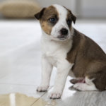 Apprendre la propreté à un chiot : guide pas à pas