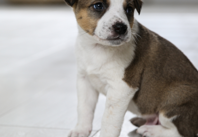 Apprendre la propreté chez un chiot - conseils vétérinaire Montpellier
