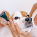 Otite chez le chien